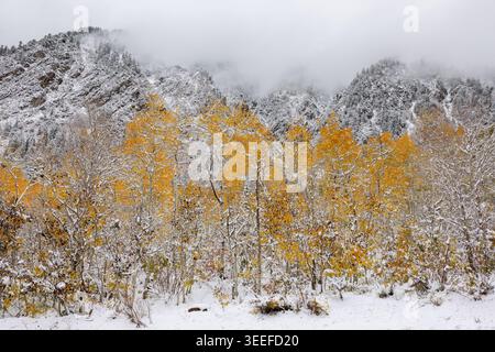 pioppi e montagne ricoperte di neve in autunno, Little Cottonwood Canyon, Wasatch Mountains, Utah Foto Stock