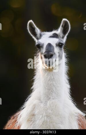 Lama (Lama guanicoe F. glama), ritratto, Renania settentrionale-Vestfalia, Germania Foto Stock