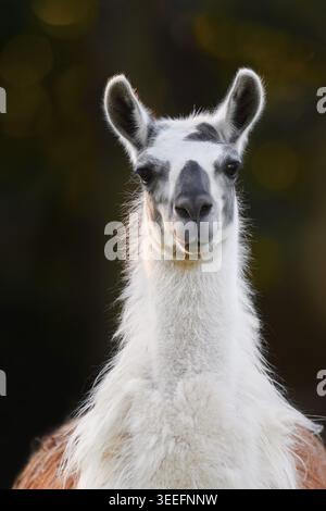 Lama (Lama guanicoe F. glama), ritratto, Renania settentrionale-Vestfalia, Germania Foto Stock
