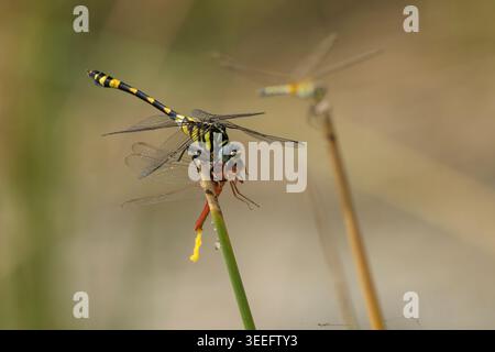 Libellula dalla coda tigrata che cacci una libellula rossastra nell'habitat della palude Foto Stock
