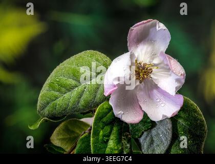 Un solitario fiore di cotogna che fiorisce su un ramo. L'immagine mette in risalto i delicati petali bianchi rosa, gli stami con punta dorata e i morbidi e leggeri petali Foto Stock