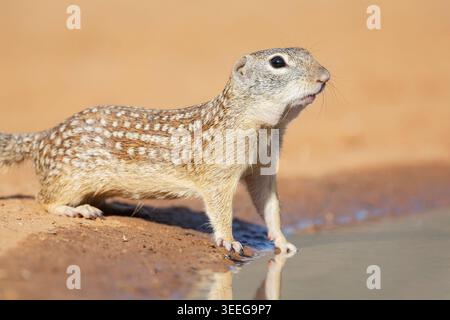 Stuzzichini messicani in un Waterhole Foto Stock