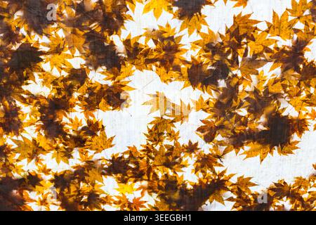 Vista delle foglie autunnali illuminate dal sole su un ramo d'albero. Foto Stock