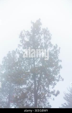 Nebbia tra gli alberi, un contorno nebbioso di un pino. Foto Stock