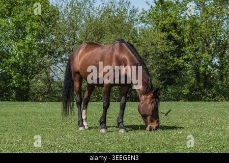 Cavallo a strisce bianche che mangia erba in un prato, Toscana Italia Foto Stock