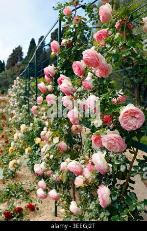 Giardino storico della Costa Azzurra con lussureggianti rose rosa Pierre de Ronsard su un verde traliccio. Romantico parco del Monastero di Cimiez a Nizza con scalate in fiore Foto Stock