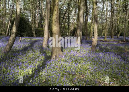 I campanelli comuni forniscono una copertura del terreno in un parco forestale nel bosco di Londra, sotto la luce del sole e le ombre attenuate in un giorno di primavera nel Regno Unito Foto Stock