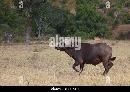 Kaffernbüffel / bufalo africano / caffer Syncerus Foto Stock