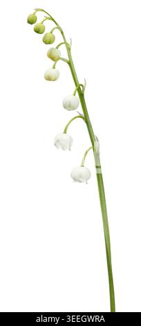 Il giglio della valle - fiori isolati su sfondo bianco Foto Stock