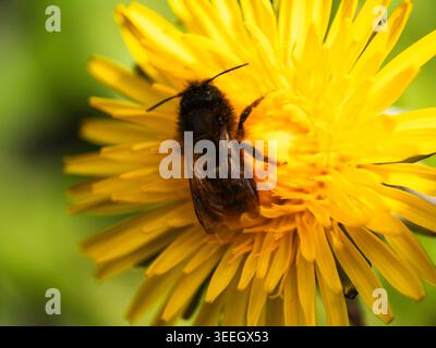 Vespa di calabrone ricoperta di polline su fiore di dente di leone giallo Foto Stock