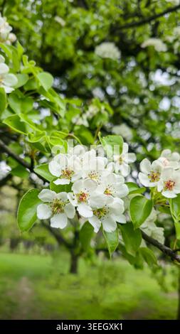 Pere bianche fioriscono su un ramo d'albero contro un cielo blu e un morbido bokeh. Atmosfera primaverile, freschezza, natura, fiori di stagione e harmon urbano Foto Stock