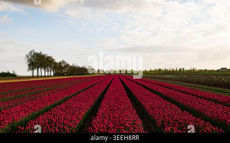 Vasto campo agricolo pieno di tulipani rossi in fiore nei Paesi Bassi. Foto Stock