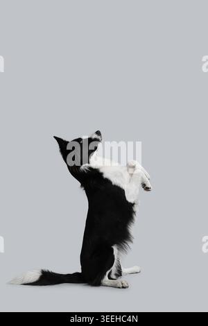 Simpatico Border Collie cane in piedi sulle zampe posteriori su sfondo grigio Foto Stock