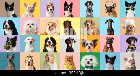 Collage di cani carini su sfondo colorato Foto Stock