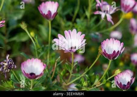 Giardino con messa a fuoco morbida con fiori rosa e bianchi simili a margherita in fiore, sfondo verde, luce naturale, profondità di campo bassa, flora primaverile Foto Stock