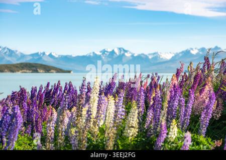 Fiori di lupino che fioriscono sulla riva del lago Tekapo con le montagne delle Alpi meridionali (Mt.Cook o Aoraki), nuova Zelanda. Foto Stock