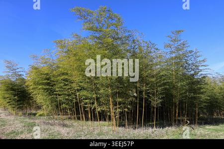 Bordo di un boschetto di bambù coltivato. La specie è Phyllostachys aurea. Foto Stock