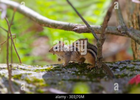 Due chipmunk orientali. È una specie di chipmunk che si trova nell'America settentrionale orientale Foto Stock