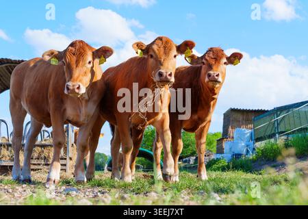 Tre giovani vitelli bruni con le etichette auricolari guardano direttamente alla macchina fotografica nelle giornate di sole nelle fattorie rurali tedesche, con un fieno masticante vitello sul verde Foto Stock