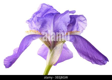 Primo piano di un dolce fiore di Iris isolato su sfondo bianco, elegante fiore botanico con delicati petali e dettagli floreali naturali, ideale per de Foto Stock