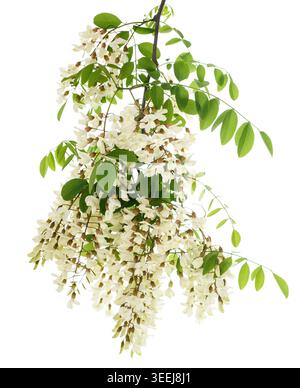 Ramo di locuste nere con fiori isolati su bianco Foto Stock