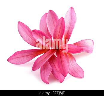Fiori rossi di Frangipani isolati su sfondo bianco Foto Stock