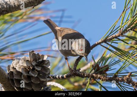 Parula sarda femminile, Curruca melanocephala, arroccata tra aghi di pino e coni nel Parco Nazionale di Capo Greco, Cipro. Foto Stock