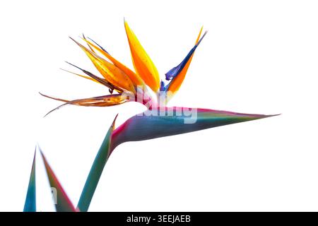 Uccello del paradiso ( Strelitzia reginae ) isolato su sfondo bianco in un giardino botanico dei Paesi Bassi Foto Stock