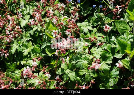 Copertura densa del terreno di Bigroot Cranesbill (Geranium Macrorrhizum "Spessart") in un giardino di cottage della Cornovaglia illuminato dal sole. Foto Stock