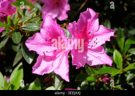 Vibrante gruppo di fiori di azalea rosa caldo (Rhododendron Indicum) in piena fioritura che cresce in un giardino in stile cornico primaverile. Foto Stock