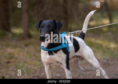 Smooth Fox Terrier, in piedi, allerta su un sentiero forestale con un'imbracatura blu e una luce naturale soffusa. Curioso e pieno di energia, un Fox Terrier liscio. Foto Stock