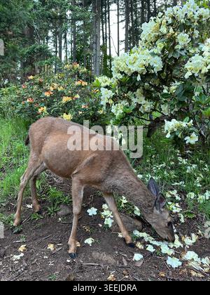 Un cervo incinta che pascolava in un prato con fiori, a Eugene, Oregon, in un giorno di primavera. Foto Stock