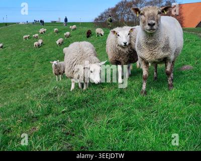Tre pecore curiosamente guardano nella telecamera sulla diga vicino a Dornumersiel, Frisia orientale, di fronte a altre pecore e passanti sullo sfondo. Foto Stock