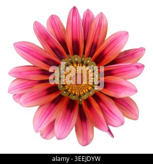 testa di fiori di gazania rosa sfondo bianco isolato, petali a righe scure con vista dall'alto disco centrale arancione e giallo Foto Stock