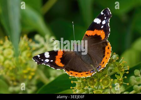 Red Admiral Butterfly (Vanessa atalanta) femmina sull'infiorescenza dell'edera comune Foto Stock