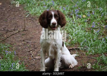 Un bellissimo giovane Springer Spaniel che aspetta pazientemente alcune prelibatezze nella foresta. Foto Stock