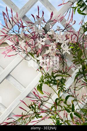 Fiori di gelsomino rosa (Jasminum polyanthum) che fioriscono in primavera su una recinzione bianca in legno. Foto Stock
