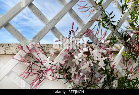 Fiori di gelsomino rosa (Jasminum polyanthum) che fioriscono in primavera su una recinzione bianca in legno. Foto Stock