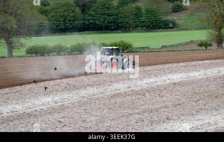 Claas Axion 830 eruttante di potenza in calce appena sparsa su un campo arato. Il calcare in polvere aiuta la fertilità del terreno. Cumbria, Regno Unito. Foto Stock