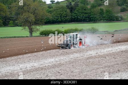 Claas Axion 830 eruttante di potenza in calce appena sparsa su un campo arato. Il calcare in polvere aiuta la fertilità del terreno. Cumbria, Regno Unito. Foto Stock
