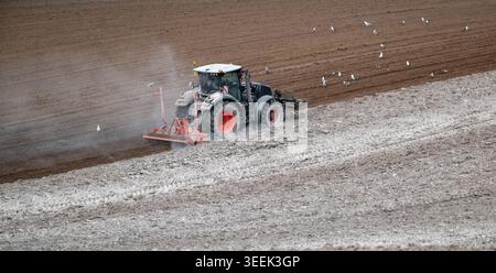 Claas Axion 830 eruttante di potenza in calce appena sparsa su un campo arato. Il calcare in polvere aiuta la fertilità del terreno. Cumbria, Regno Unito. Foto Stock