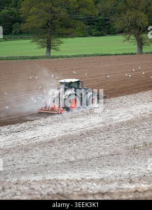 Claas Axion 830 eruttante di potenza in calce appena sparsa su un campo arato. Il calcare in polvere aiuta la fertilità del terreno. Cumbria, Regno Unito. Foto Stock