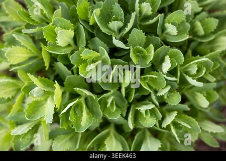 Foglie fresche verdi succulente primo piano. Vista ravvicinata di foglie verdi fresche e succulente con luce naturale soffusa, che mostrano la consistenza lussureggiante delle piante del giardino e. Foto Stock