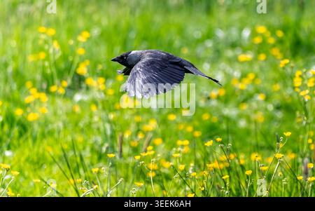 Primo piano di un Jackdaw che vola in basso su un prato di tazze gialle nel Wiltshire, Regno Unito Foto Stock