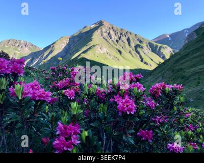 Rose alpine rosa in fiore con panorama montano nelle Alpi svizzere Foto Stock