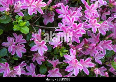Ravvicinato naturale delle piante in fiore della splendida rosa di Kermesinum del Rhododendron, sotto il soffice sole primaverile. intrigante, intrigante, coinvolgente, avvincente Foto Stock