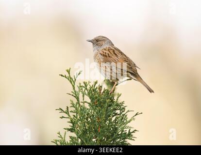 Dunnock su un albero Foto Stock