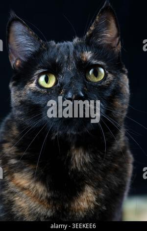 Ritratto ravvicinato di un gatto domestico di tartarughe con occhi verdi sorprendenti, fotografato su uno sfondo scuro con luce naturale soffusa. Foto Stock