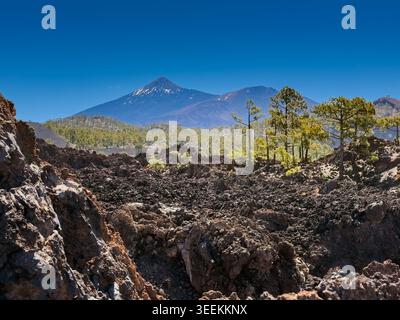 Vista panoramica del monte Teide che si innalza sopra i campi di lava vulcanica e la pineta delle Canarie nel Parco Nazionale del Teide, Tenerife, Isole Canarie, Spagna. Dramat Foto Stock