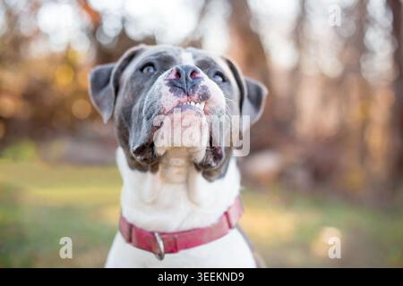 Un cane di razza mista Pit Bull Terrier grigio e bianco con un'espressione buffa e sensuale Foto Stock